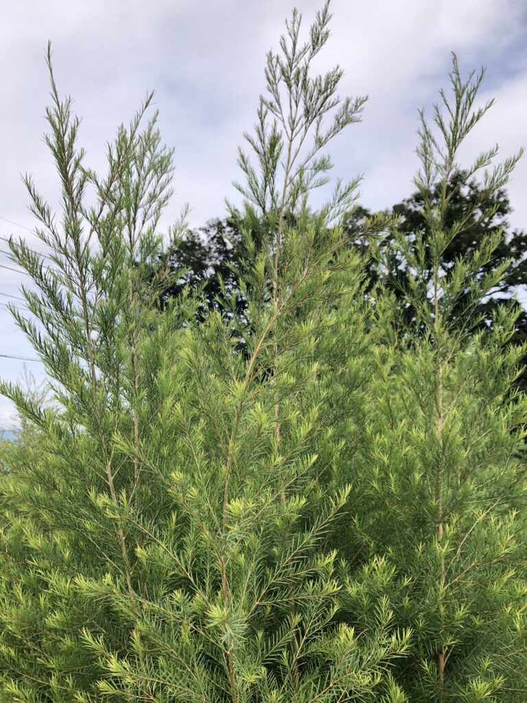 ティートゥリー