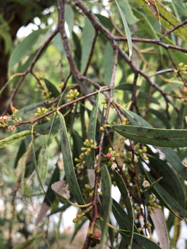 ユーカリ・ラディアタ